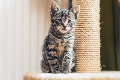 Safe, cat-friendly solutions to clawing and scratching