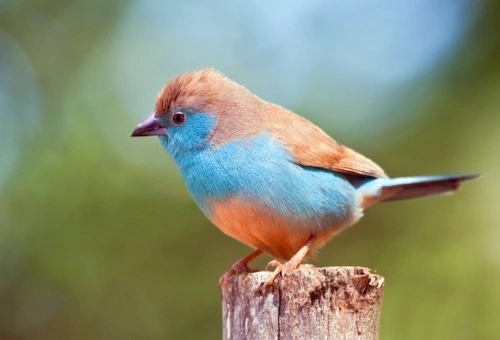 A Guide to Exotic Finches: Care, Species & Compatibility