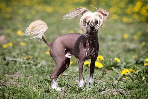 Cuidado de la piel en perros sin pelo: guía esencial 2025
