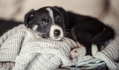 Your First Week with a Puppy: Essential Steps for New Owners