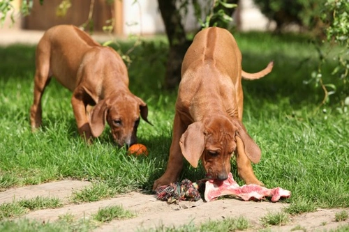 Interesting Facts About Dogs’ Taste and Food Preferences