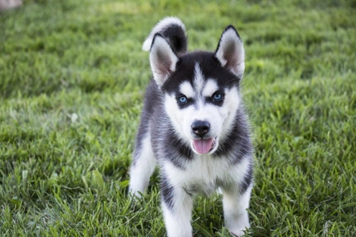 10 Things to Know Before Buying a Siberian Husky