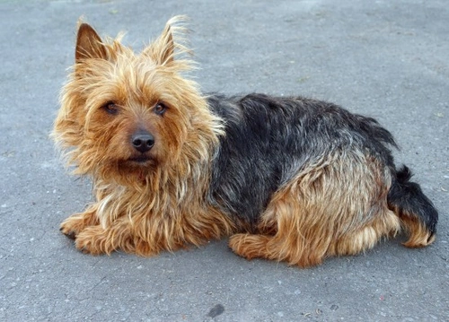 Three top Australian dog breeds and one surprising wild card