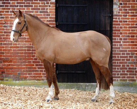 How to Clip a Horse: Safe and Effective Techniques