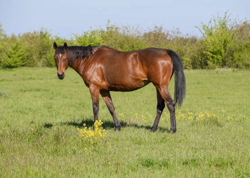 Lameness in Horses: Recognise, Treat and Prevent Pain