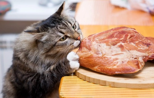 Comprehensive Guide: Taurine's Role in a Cat's Diet