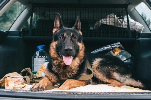 Top 5 Mistakes to Avoid When Taking Your Dog Out in the Car