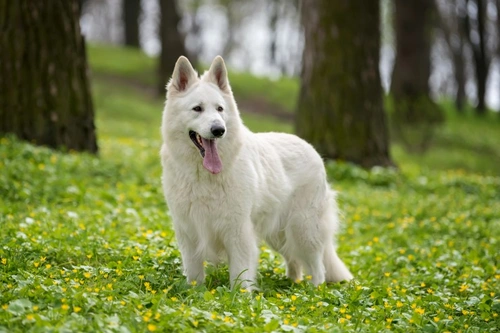 Three new dog breeds debut at Crufts 2025