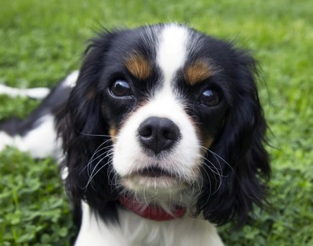 Common Causes of Seizures in Dogs: What Every Owner Should Know