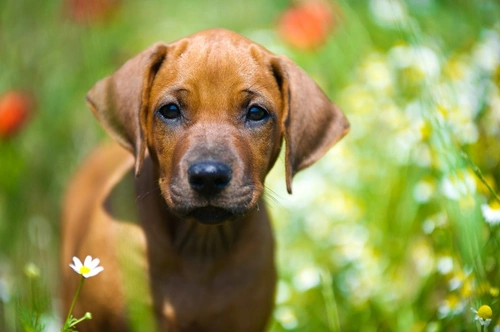 Why Is My Puppy Sneezing? Common Causes and Remedies