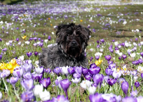 Seguridad para tu perro en Semana Santa: consejos esenciales