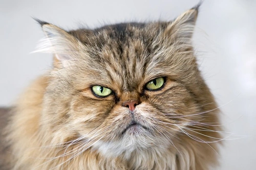 Household Items Dangerous for Cats: Top Risks to Avoid