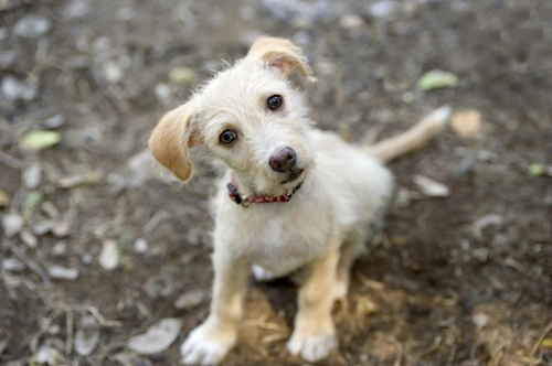 Mitos comunes sobre perros de rescate desmentidos