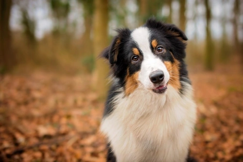 Guide to feeding your dog a bland diet safely