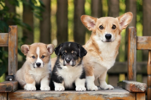 Nombra a tu cachorro para el concurso P4H de 2025