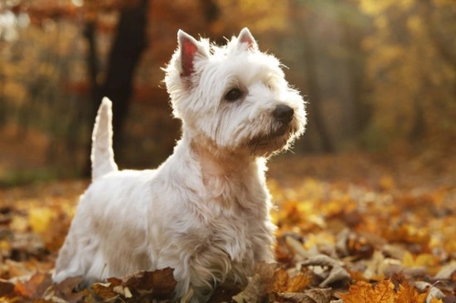 How to Keep Your Westie's Coat Looking Great
