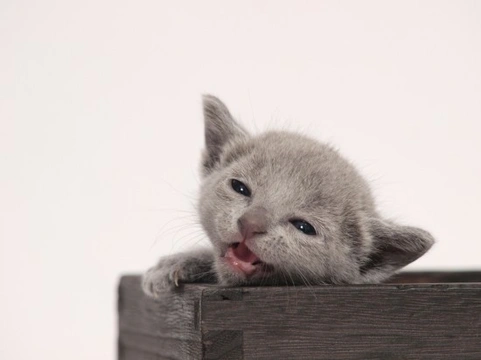 How to Give Your Kitten a Health Check at Home