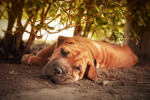 Histoplasmosis in Dogs: Causes, Symptoms & Treatment Guide