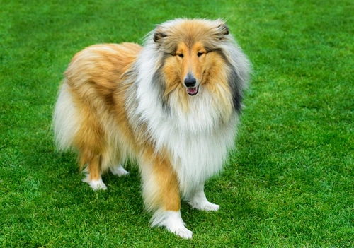 Nasal Solar Dermatitis in Rough Collies: Causes & Care