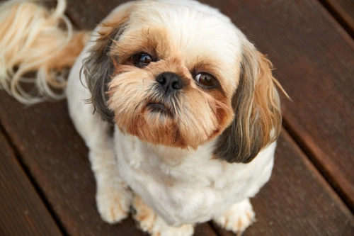 Dog Breeds That Don’t Particularly Enjoy Agility