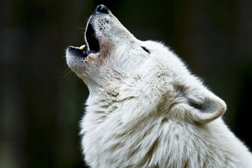 Wolves and Dogs: Origins of the Domestic Dog Explained