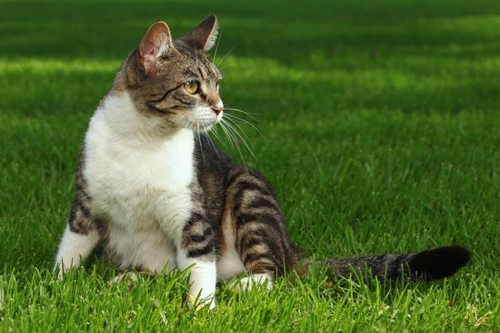 Problemas de vejiga en gatos: Síntomas, causas y prevención de FLUTD