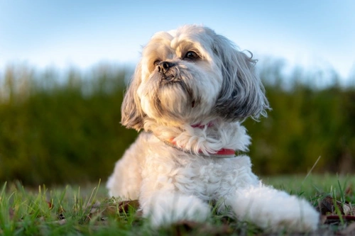 5 Questions to Ask When Buying a Brachycephalic Puppy in 2025