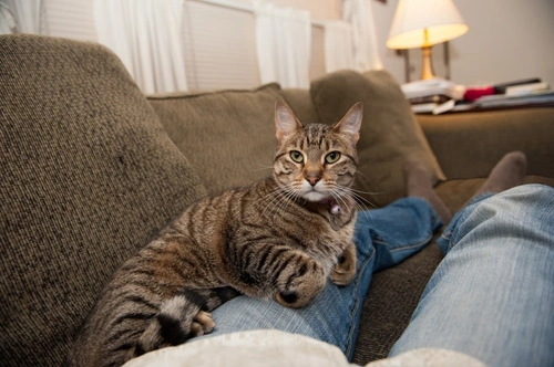 How to Turn Your Kitten into a Loving Lap Cat