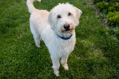 5 Questions to Ask Breeders Before Buying a Hybrid Dog