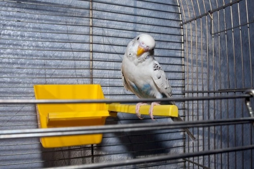 Common Diseases That Affect Caged Birds: Causes & Care