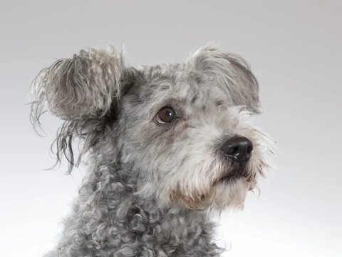 Pumi Húngaro: Perro pastor encantador e inteligente