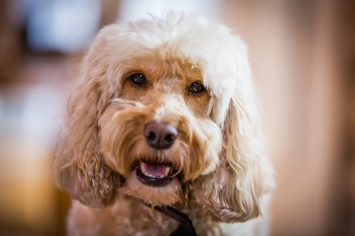 How to Groom Your Cockapoo: Expert Tips for 2025