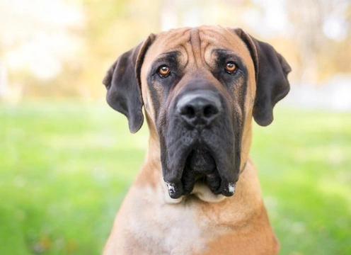 What It Means When Your Dog Is Staring at You