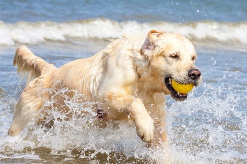 Essential Tips to Exercise and Tire Out a Very Active Dog