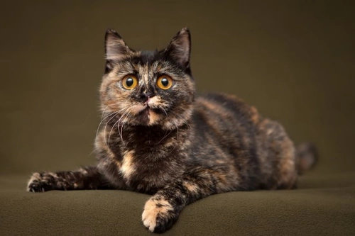 Cat Genetics Part Three: Understanding Coat Colour Genetics