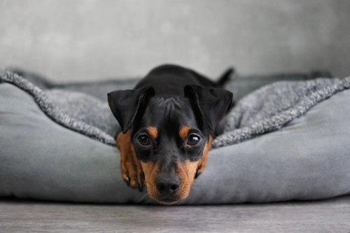 Qué esperar tras la anestesia general en perros