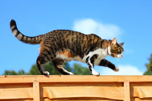 Cómo atraer a tu gato de vuelta a casa si se queda en otra casa