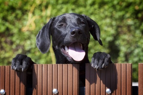 Dog Ownership: How to Be a Good Neighbour