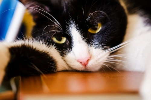 How to Help a Grieving Cat: Compassionate Care Tips