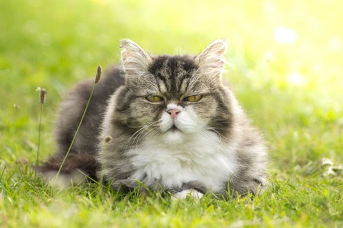 Health Issues Common to Older Cats: Key Signs & Care Tips