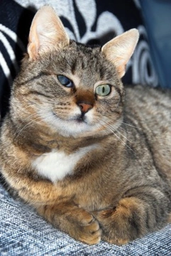 Ceguera en gatos: causas, síntomas y guía de cuidados