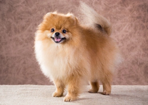 26% of Crufts Winners Are Overweight: Veterinary Record Research