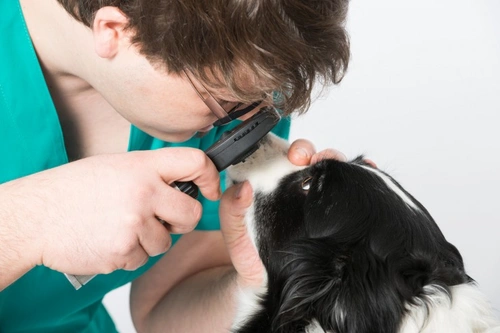 6 Signs Your Dog’s Vision Might Be Failing Soon