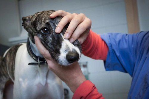 Lumps and Growths in a Dog's Mouth: Causes & Treatments