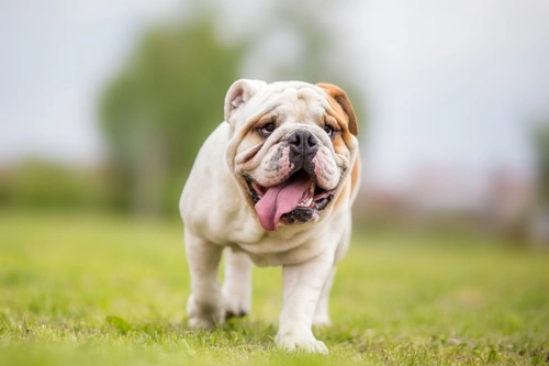 Tetralogía de Fallot en perros: causas, síntomas y cuidados