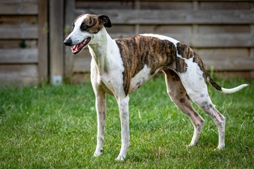 How Sighthound Conformation Differs from Other Dogs