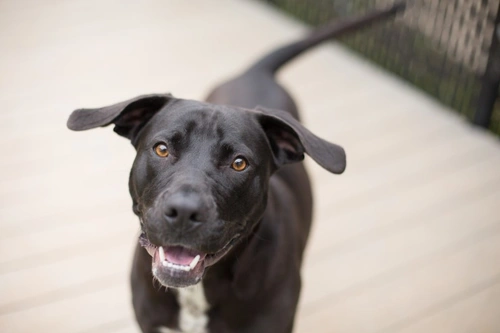 Do Dogs Consciously Control Their Tail Wags? Explained
