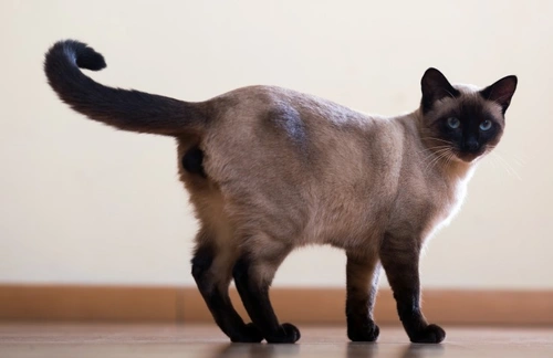 10 Cat Breeds Featuring Siamese Pattern Coats