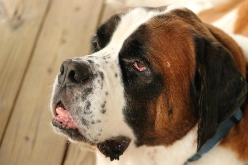 Ectropión en perros: causas y tratamiento