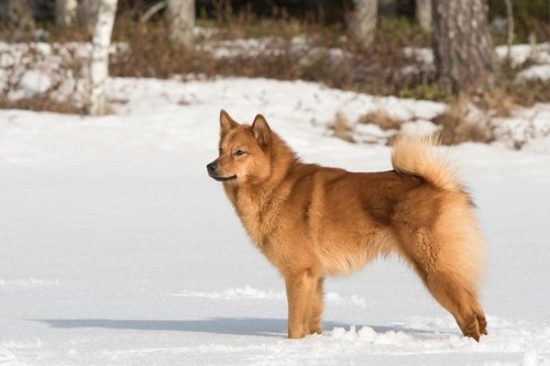 Trombopatía Hereditaria en Perros: Causas, Síntomas y Cuidados